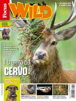 Focus Wild 